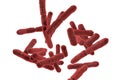 Bacteria Bifidobacterium, gram-positive anaerobic rod-shaped bacteria Royalty Free Stock Photo