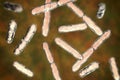 Bacteria Bifidobacterium, gram-positive anaerobic rod-shaped bacteria which are part of normal flora of human intestine Royalty Free Stock Photo