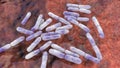 Bacteria Bifidobacterium, normal flora of human intestine