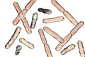 Bacteria Bifidobacterium, gram-positive anaerobic rod-shaped bacteria which are part of normal flora of human intestine