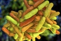 Bacteria Bifidobacterium, normal flora of human intestine Royalty Free Stock Photo
