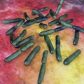 Bacteria Bifidobacterium, normal flora of human intestine Royalty Free Stock Photo