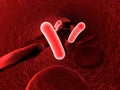 Bacteria in blood, bacteriemia Royalty Free Stock Photo