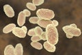 Bacteria Bordetella pertussis Royalty Free Stock Photo