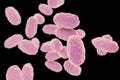 Bacteria Bordetella pertussis Royalty Free Stock Photo