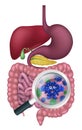 Bacteria Cartoon Mascot in Gut or Intestines