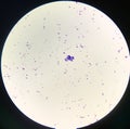 Bacteria cell Gram positive cocci