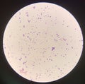 Bacteria cell Gram positive cocci