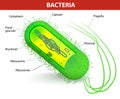 Bacteria cell structure Royalty Free Stock Photo