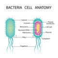 Bacteria cell structure vector illustration Royalty Free Stock Photo