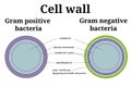 Bacteria cell wall illustration. Gram positive and gram negative cell wall differents.