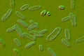 Bacteria Citrobacter, Gram-negative coliform bacteria from Enterobacteriaceae family, 3D illustration