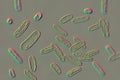 Bacteria Citrobacter, Gram-negative coliform bacteria from Enterobacteriaceae family, 3D illustration