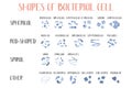 Bacteria classification. Shapes of bacteria. Morphology. Microbiology