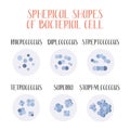 Bacteria classification. Spherical shapes of bacteria, cocci. Morphology. Microbiology. Royalty Free Stock Photo