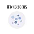 Micrococcus. Bacteria classification. Spherical shapes of bacteria, cocci. Morphology. Microbiology. Royalty Free Stock Photo