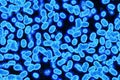 Bacteria. Close up of 3d microscopic bacteria. Bacteria Colony. Bacterium. Royalty Free Stock Photo