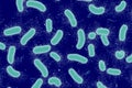 Bacteria. Close up of 3d microscopic bacteria. Bacteria Colony. Bacterium. Royalty Free Stock Photo