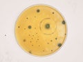 Bacteria colonies on petri dishes, on white background- 3D Rendering