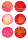 Bacteria colonies