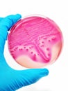 Bacteria culture Royalty Free Stock Photo