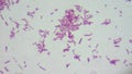 Bacteria Escherichia coli