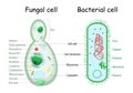 Bacteria and fungal yeast. comparison of cell structure