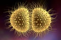 Bacteria gonococcus or meningococcus Royalty Free Stock Photo