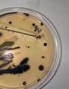 Bacteria Growing on Baird Parker Agar Royalty Free Stock Photo