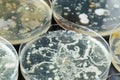 Bacteria growing in petri dishes Royalty Free Stock Photo