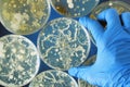 Bacteria growing in a petri dishes