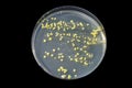 Bacteria grown from skin smear