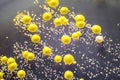 Bacteria grown from skin smear, colonies of Micrococcus luteus and Staphylococcus epidermidis Royalty Free Stock Photo