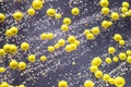 Bacteria grown from skin smear, colonies of Micrococcus luteus and Staphylococcus epidermidis Royalty Free Stock Photo