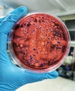 Bacteria Growth on Eosin Methylene Blue (EMB) Agar Plate Royalty Free Stock Photo