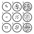 Bacteria growth stages. bacterium cells in petri dishes. vector