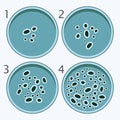 Bacteria growth stages. bacterium in petri dishes. vector