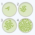 Bacteria growth stages. bacterium in petri dishes. vector