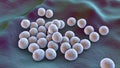 Bacteria methicillin-resistant Staphylococcus aureus MRSA