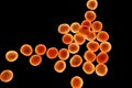 Bacteria methicillin-resistant Staphylococcus aureus MRSA