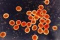 Bacteria methicillin-resistant Staphylococcus aureus MRSA