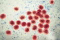 Bacteria methicillin-resistant Staphylococcus aureus MRSA