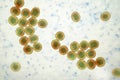 Bacteria methicillin-resistant Staphylococcus aureus MRSA