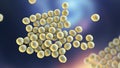 Bacteria methicillin-resistant Staphylococcus aureus MRSA