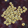 Bacteria methicillin-resistant Staphylococcus aureus MRSA