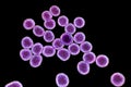 Bacteria methicillin-resistant Staphylococcus aureus MRSA