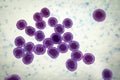 Bacteria methicillin-resistant Staphylococcus aureus MRSA