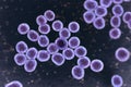 Bacteria methicillin-resistant Staphylococcus aureus MRSA