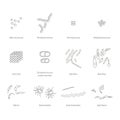 Bacteria, Microbe Vector Line Icons Set. Bacterial cell structure. Cell morphology. Royalty Free Stock Photo