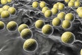 Bacteria Micrococcus luteus Royalty Free Stock Photo